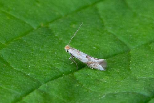 Bucculatrix noltei